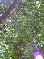 Arbousier, Arbustus unedo (fam Ericacees) (europe meridionale et atlantique) (Photo F. Mrugala) (1)